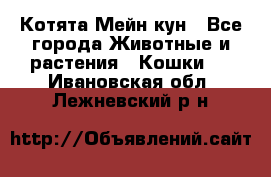 Котята Мейн кун - Все города Животные и растения » Кошки   . Ивановская обл.,Лежневский р-н